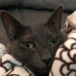 Meet your Posher, Albert